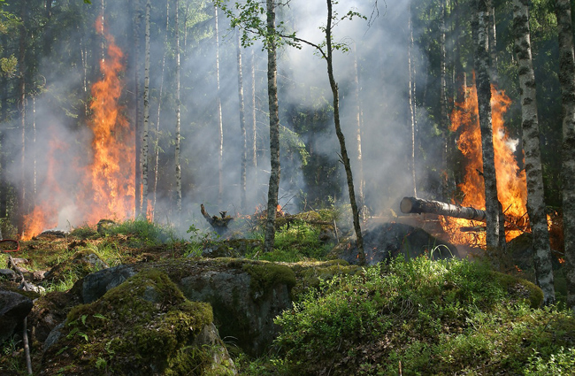 forest-fire-432870_1280.jpg